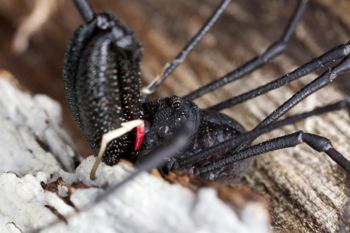 Media type: image; Invertebrate Zoology 29275